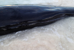 Alive_pilot_whale_with_3ft_long_cut_1.jpg