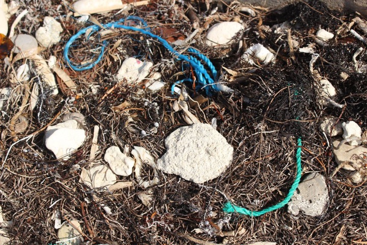 Dangerous_discarded_plastic_rope______can_trap_and_kill_marine_life.jpg