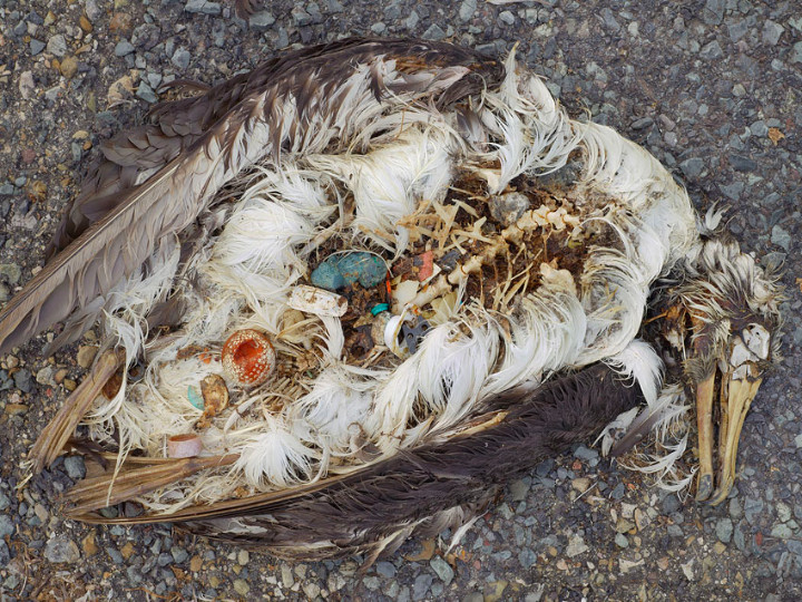 Dead_Seabird_with_a_gut_full_of_____plastic_pieces.jpg