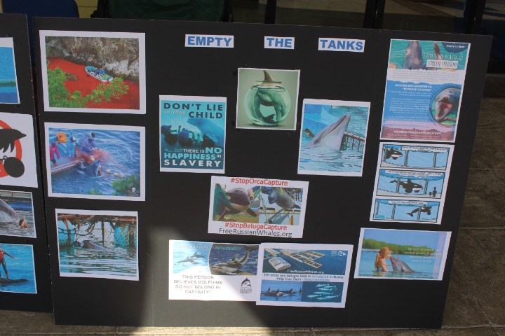 EARTHCARE_Dolphin_Project_boards_created_by_Volunteers__Savanna_and_Havana_Gibson.jpg