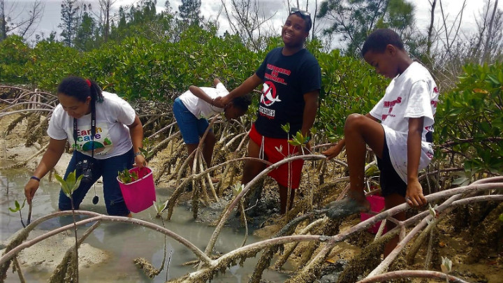 EARTHCARE_Eco_Kids_planting___________mangroves_at_Dover_Sound_1.jpg