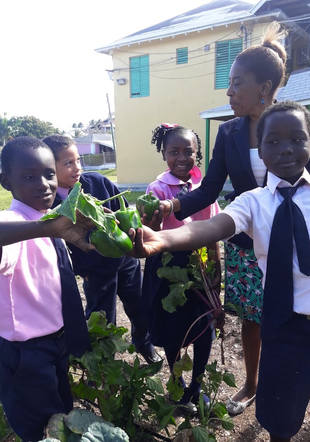 Harvest_at_Gambier_Primary.jpg