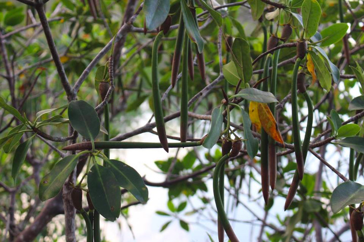 Healthy_Mangroves_with_propagules___________dangling_in_Queens_Cove_2.jpg