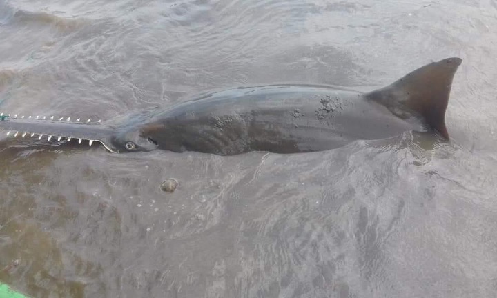 Largetooth_Sawfish_Costa_Rica_2_Credit__Carlos_Araya_5.jpg