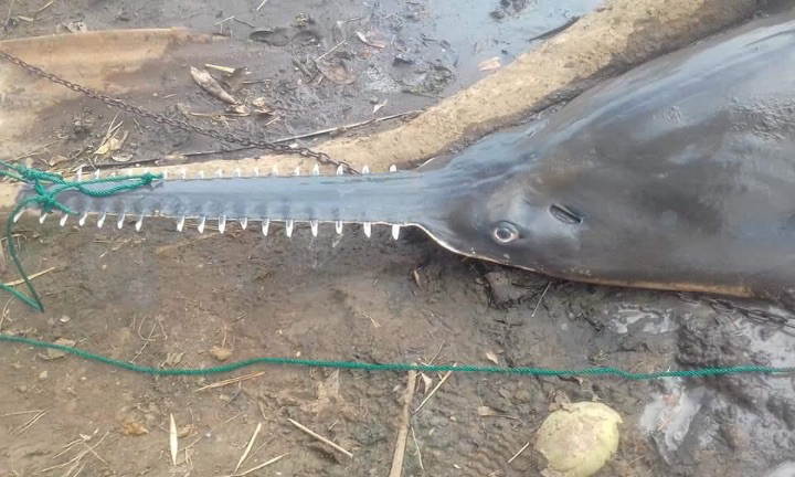 Largetooth_Sawfish_Costa_Rica_Carlos_Araya_2.jpg