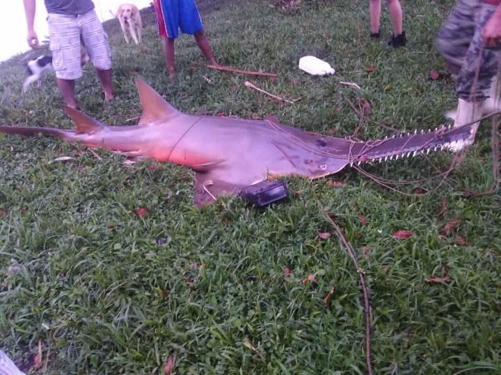 Largetooth_Sawfish_San_Carlos_CR_Credit_unknown__29-11-2015_.jpg