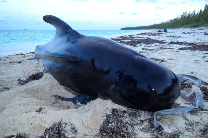 Pilot_whale_laid_to_rest.jpg