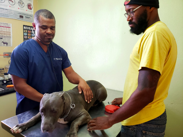 Veterinarian_Dr_Winston_Davis_examines_a_patient_1.jpg