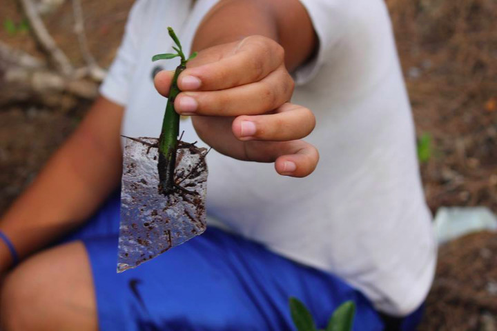 When_preparing_for_a_mangrove__________planting_exercise_for_the_EARTHCARE_Eco_Kids__we_found_a_mangrove_________propagule__that_was_growing_into_plastic.jpg