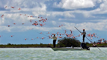 fly_fishing_in_Andros_with_beautiful_flamingoes_for_company.jpg