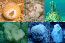 1_BNT_-_Disease_Infected_Grand_Bahama_Corals_1.png