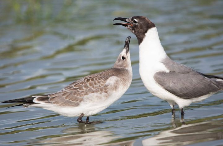 A_pair_of_Laughing_Gulls.jpg