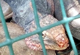 Andros_Poacher_with_Rock_Iguana_2_1.jpg