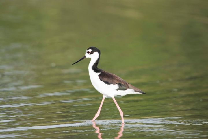 Black-Necked_Stilt.jpg