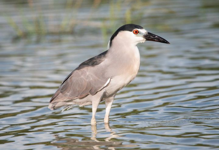 Black_Crowned_Night_Heron.jpg