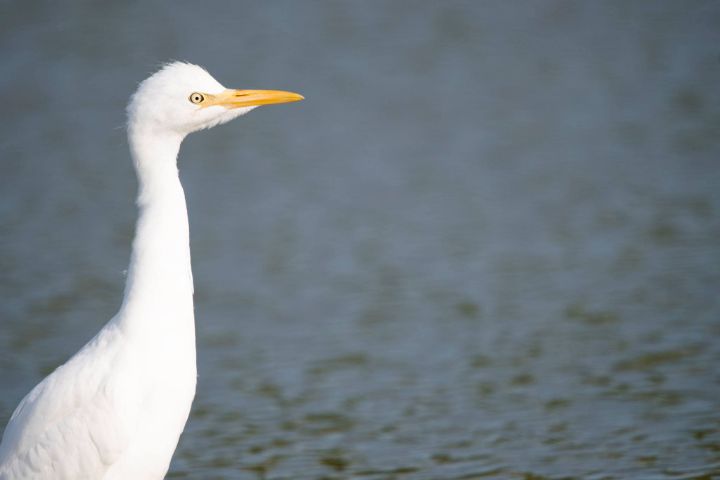 Cattle_Egret.jpg