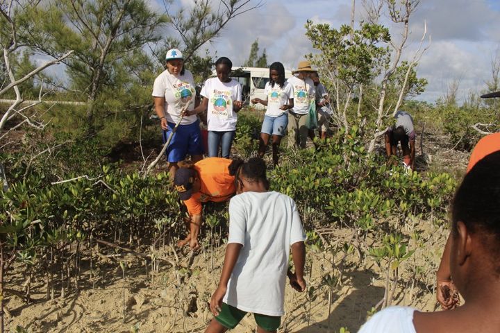 EARTHCARE_Volunteers_head_into_the____________________flats_of_Dover_Sound_to_plant_Mangroves_1.jpg