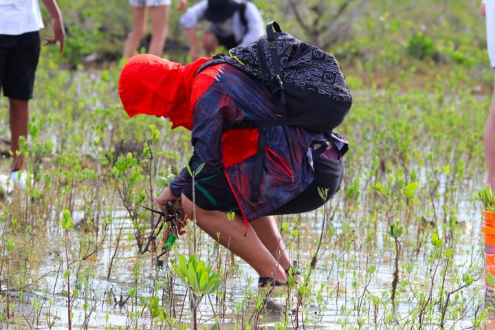 Earth_Successor_Volunteer_from____________________China_plants_mangroves_on_Grand_Bahama.jpg