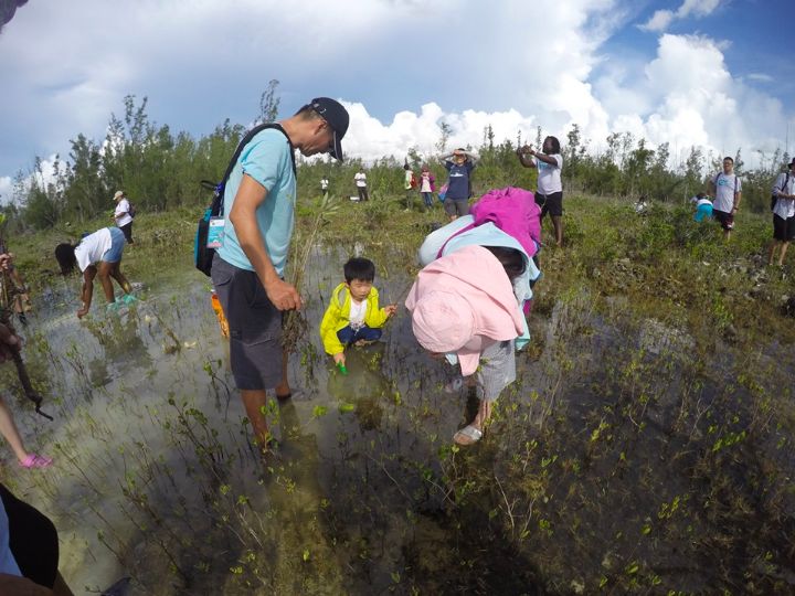 Even_the_liittlest_Earth_Successor________________planted_mangroves.jpg