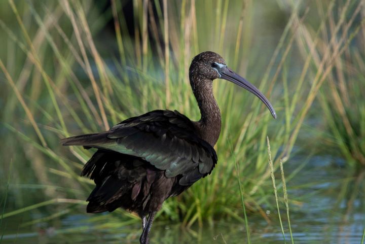 Glossy_Ibis.jpg