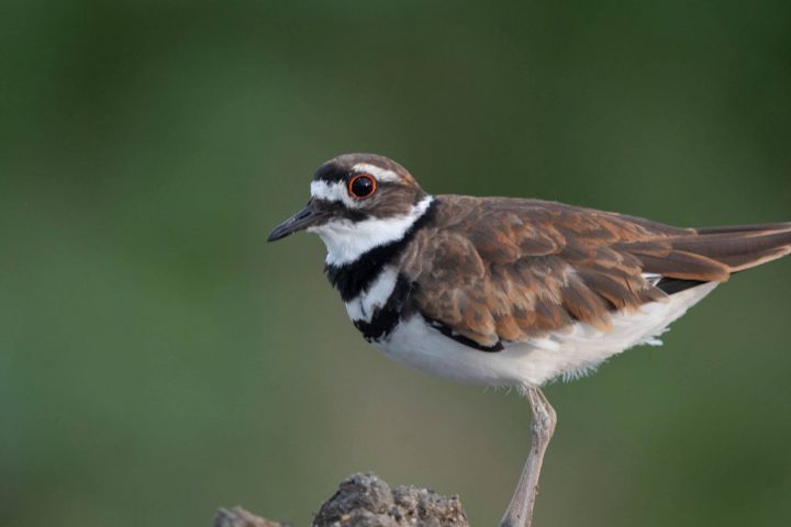 Killdeer.jpg