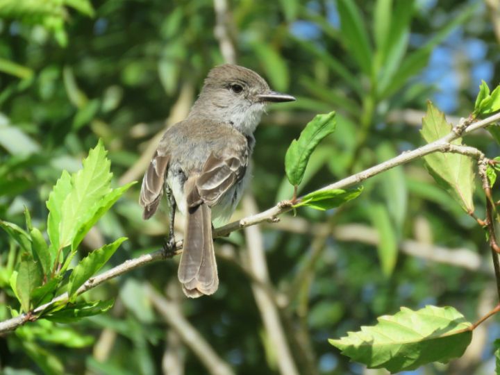 La_Sagra_s_Flycatcher_Photo_by_____Bridget_Davis.jpg