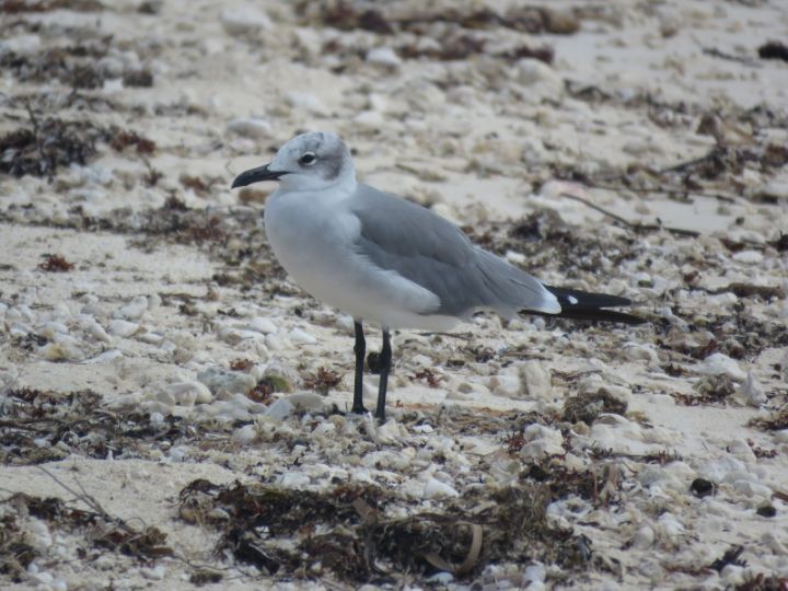 Laughing_Gull_Photo_by_Bridget_____Davis.jpg