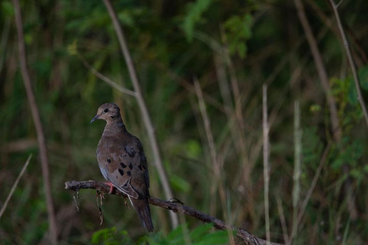 Mourning_Dove.jpg