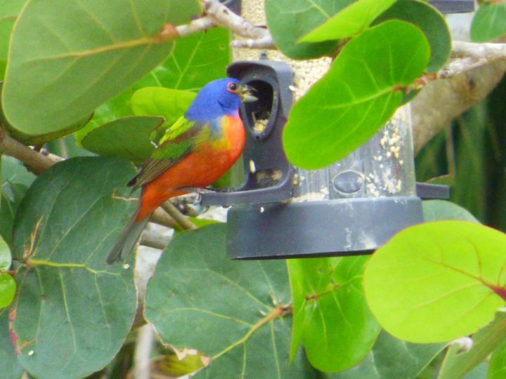 Painted_Bunting_Photo_by_Bridget_______Davis.jpg