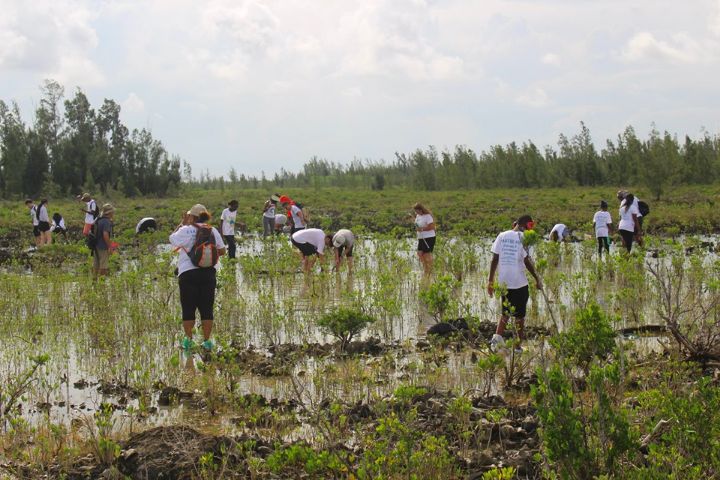 Planting_mangroves__a_joint_project__________between_The_Bahamas_and_China.jpg