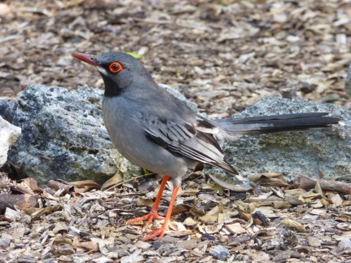 Red_Legged_Thrush_Photo_by_Bridget_____Davis.jpg