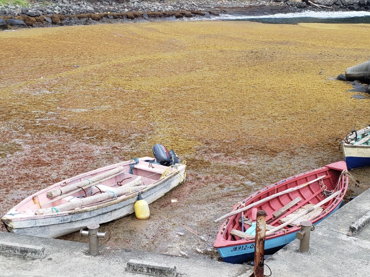 Sargassum_inundation_--_seen_here_in_Saint_Vincent_and_the_Grenadines_--_continues_to_affect_countries_across_the_Caribbean.jpg