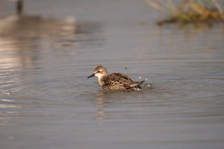 Semi-palmated_Sandpiper.jpg