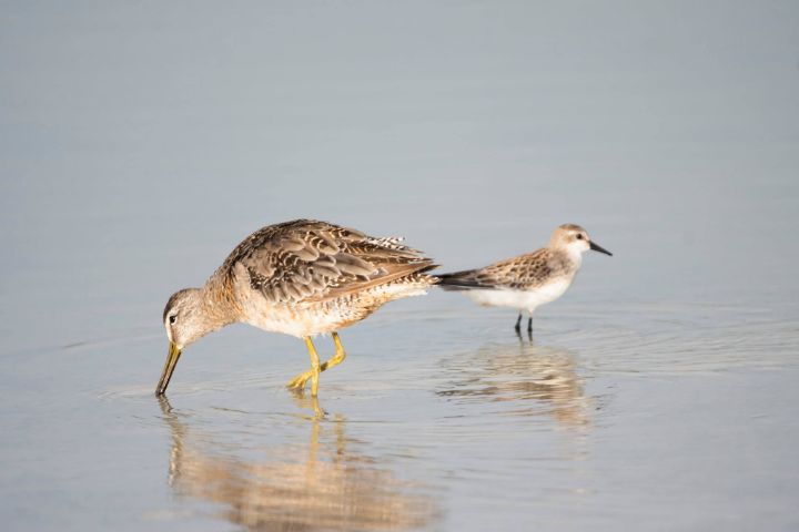 Short_Billed_Dowitcher_flanked_by_a_Sandpiper.jpg