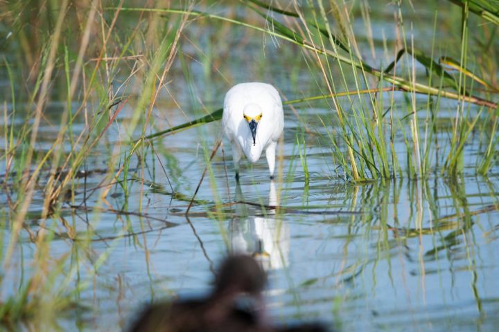 Snowy_Egret.jpg