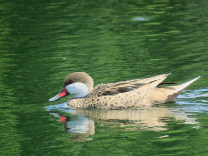 White-cheeked_Pintail_Photo_by_______Bridget_Davis.jpg