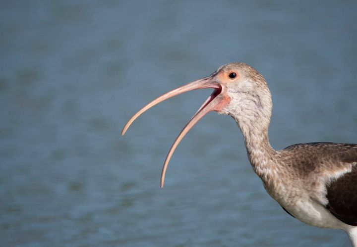 White_Ibis.jpg