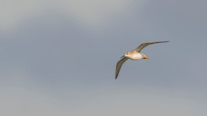 Wilson_s_Phalarope.jpg