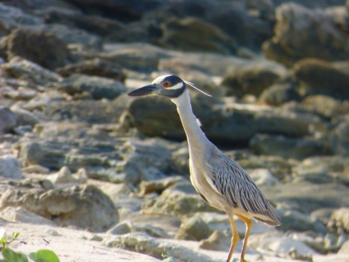 Yellow_Crowned_Night_Heron_Photo_by_____Bridget_Davis.jpg