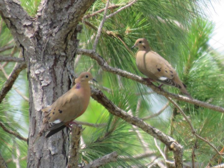 Zenaida__Doves_Photo_by_Bridget_____Davis.jpg