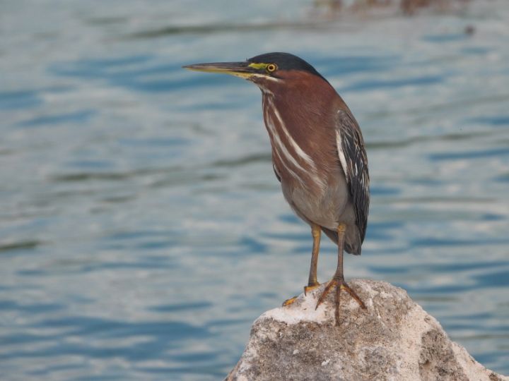 Green_Heron_Photo_by_Steve_Oxley.jpg