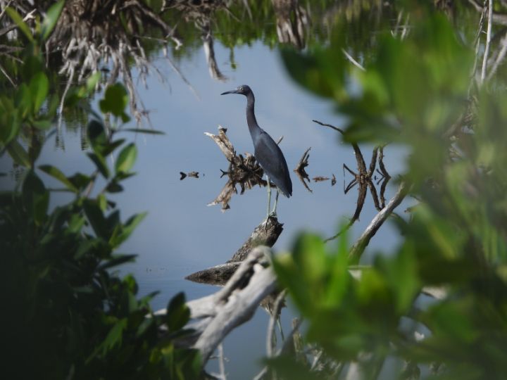 Little_Blue_Heron_Photo_by_Steve_Oxley.jpg