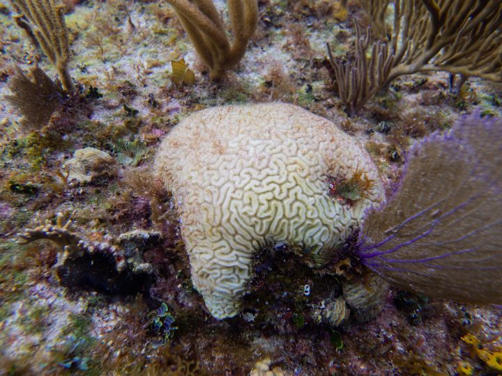 Recently_dead_grooved_brain_coral__Diploria_labyrinthiformis_1.jpg