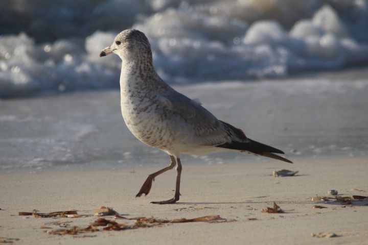 Ring-billed_Gull_Photo_by_Gail_Woon_.jpg