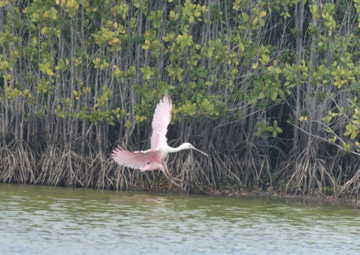 Roseate_Spoonbill_Photo_by_Bruce_Purdy.jpg