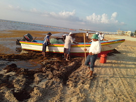 Sargassum_seaweed_has_been_inundating_Caribbean_beaches_since_2011.__Photo_CRFM_2019__1.jpg