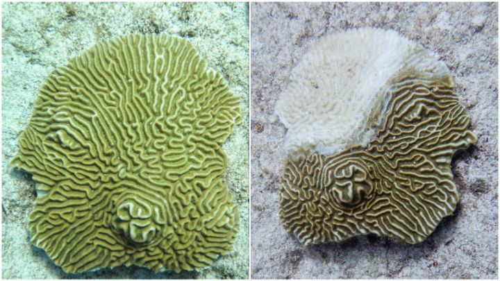 The_symmetrical_brain_coral__Pseudodiploria_strigosa_in_New_Providence___left__and_affected_by_Stony_Coral_Tissue_Loss_Disease__right_.jpg