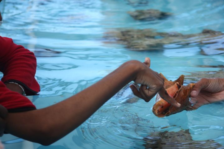 Tylea_Manchester__EARTHCARE_Eco_Kid___touching_a_juvenile_Queen_Conch_in_the_Coral_Vita_Touch_Tank.jpg