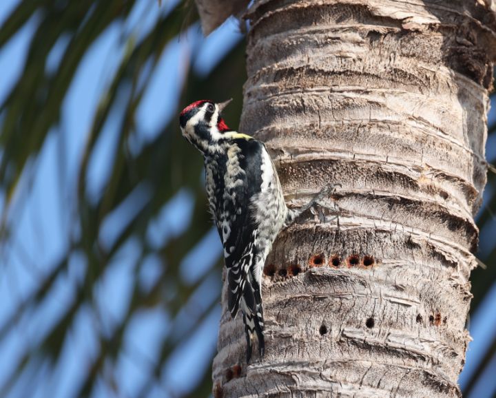 Yellow-bellied_Sapsucker_Photo_by_Bruce_Purdy.jpg