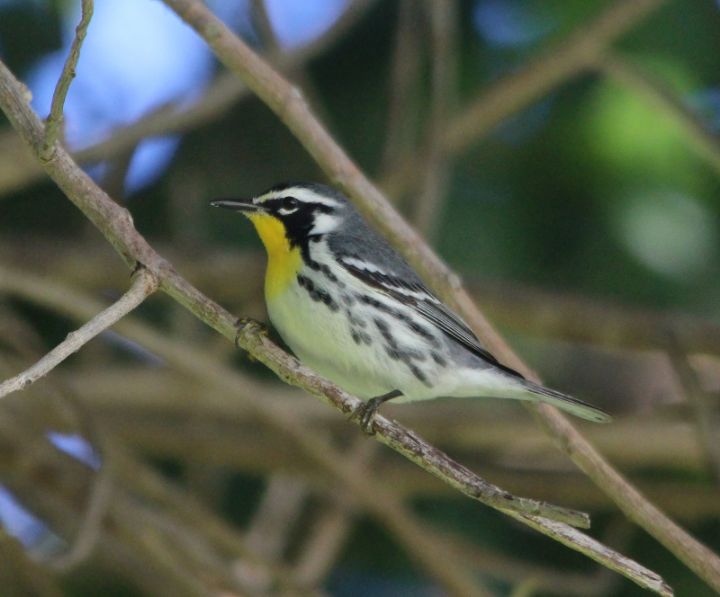 Yellow-throated_Warbler_Photo_by_Gail_Woon.jpg